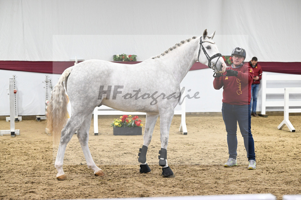 Kat-Nr. 86 Zirocco Blue x Askari_Daniela Kastner-Schoepe_47252877 | hf-fotografie - Realisiert mit Pictrs.com