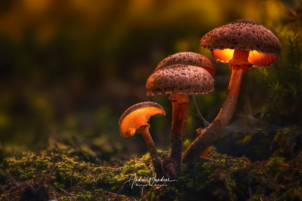 Leuchtpilz (2) | Andre Wandrei - Nature Artworx - Realisiert mit Pictrs.com