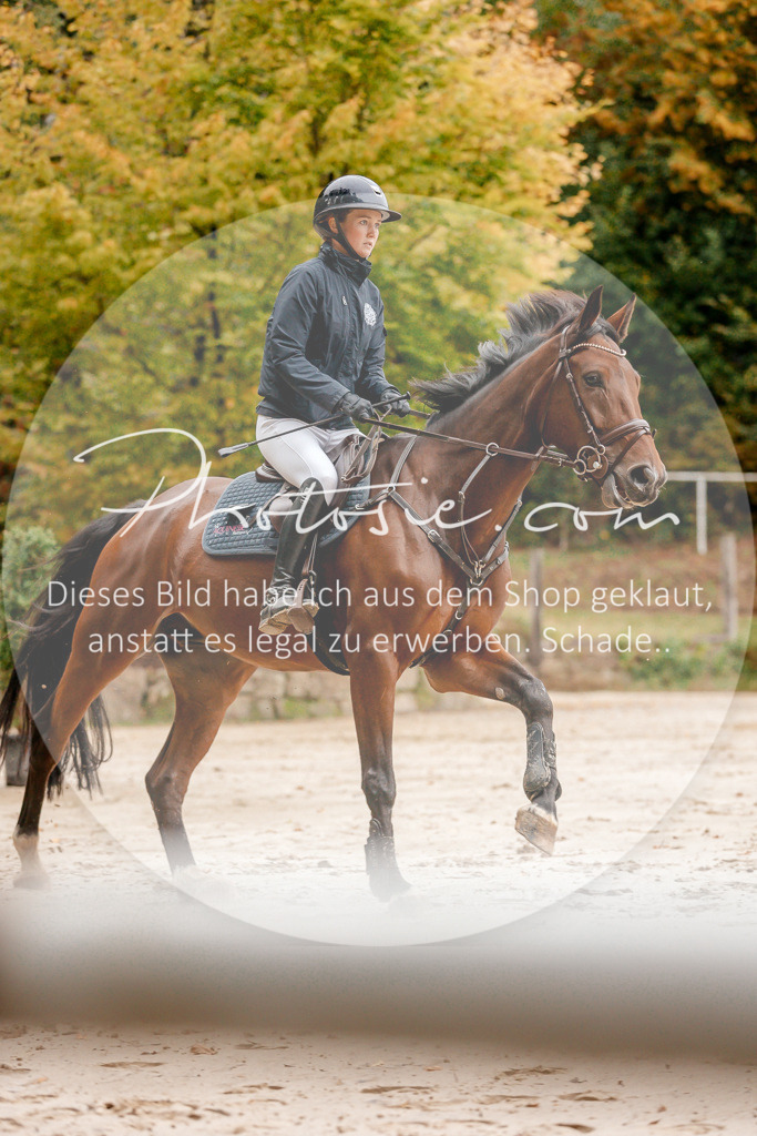 3I6A5788 | Stimmungsvolle Portraits und Reitsportfotografie im Ruhrgebiet und im Münsterland.

Pferdefotografie, Hundefotografie, Tierfotografie, Reportagen, Portraits von Tier und Mensch, Turnierfotografie in Bochum, Recklinghausen, Marl, Haltern am See, Dülmen.. - Realisiert mit Pictrs.com