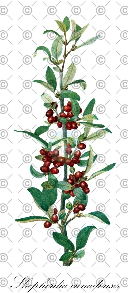 HistAbb_wfo-0000309731_1_ENZY_Simple | Historische Abbildung von Shepherdia canadensis - Elaeagnaceae | Historical Illustration of Shepherdia canadensis - Elaeagnaceae