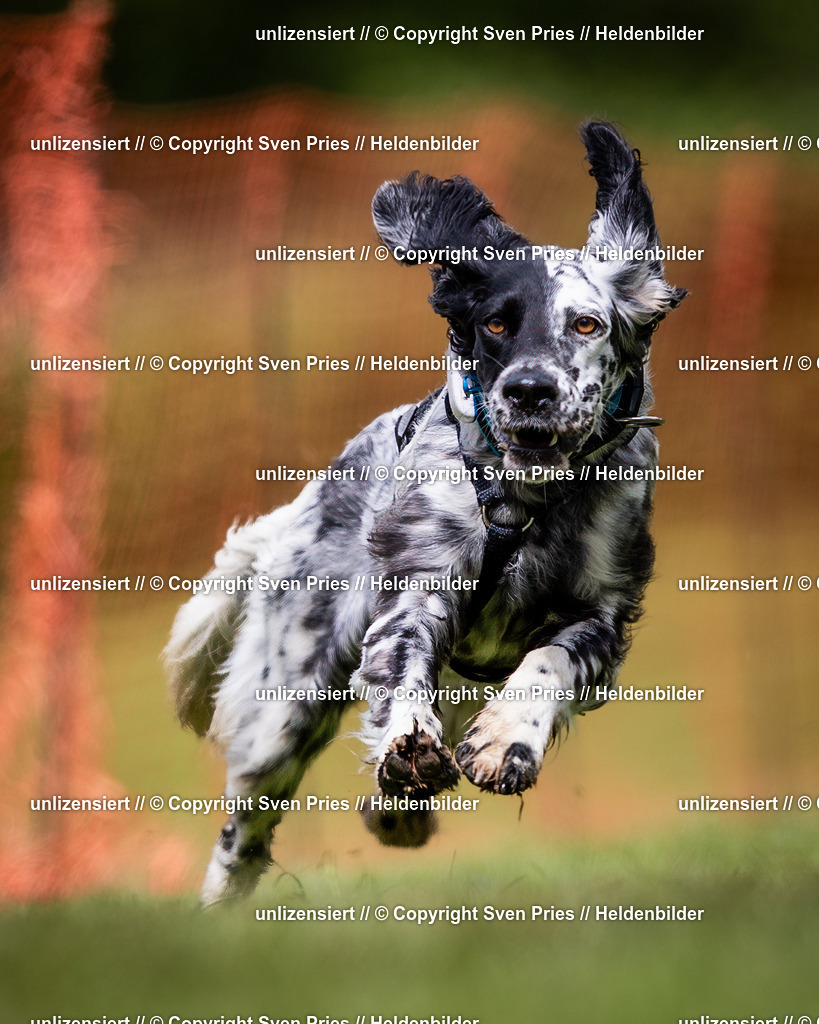 Sven Pries | 2024-04-21 - Hunderennen Baden-Oos
Foto: Sven Pries - Realisiert mit Pictrs.com