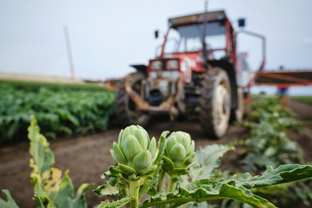 Theuringer Artischocken | Raasdorf, Austria - August 17, 2020; Theuringer Artischocken-Ernte im Marchfeld; roter Traktor auf dem Feld bei der Ernte, im Vordergrund Artischocken. - Realisiert mit Pictrs.com