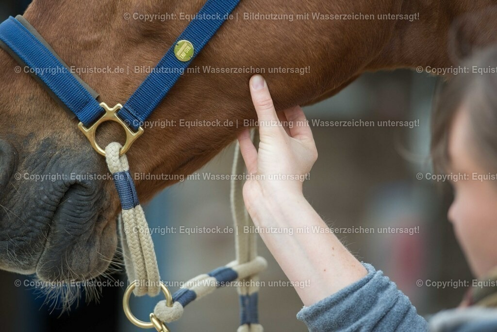 20180516_Vitalfunktionen_Pferd_0009 | equistock