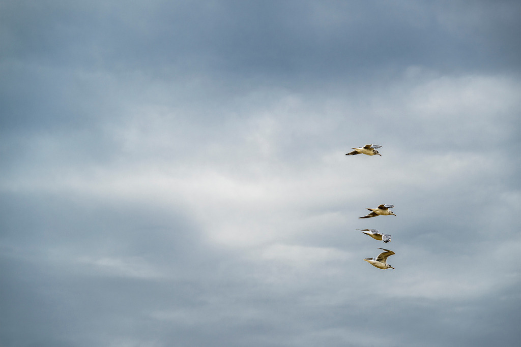 Möwen im Formationsflug unter bewölktem Himmel über Texel | Vier Möwen fliegen in einer vertikalen Formation vor einem verhangenen, dynamischen Wolkenhimmel über der Nordseeinsel Texel. Die Naturaufnahme fängt die Eleganz des Vogelzugs sowie die maritime Atmosphäre der Küstenregion ein. Das dynamische Motiv eignet sich ideal für redaktionelle Berichte über Ornitologie, Küstennatur, Tierwelt an der Nordsee, Nationalpark Wattenmeer und Wetterphänomene. - Realisiert mit Pictrs.com