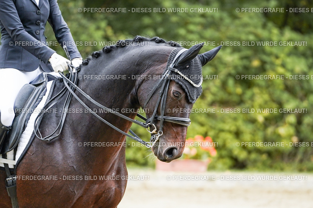 DSC09100 | Pferdegrafie