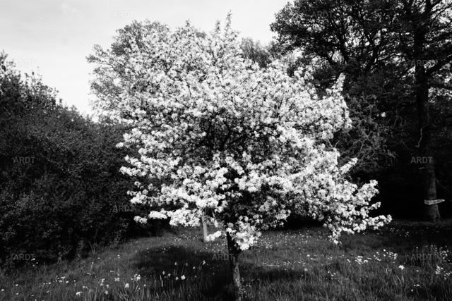 Landschaft und Natur ohne Farbe 2 | Blühender Apfelbaum
