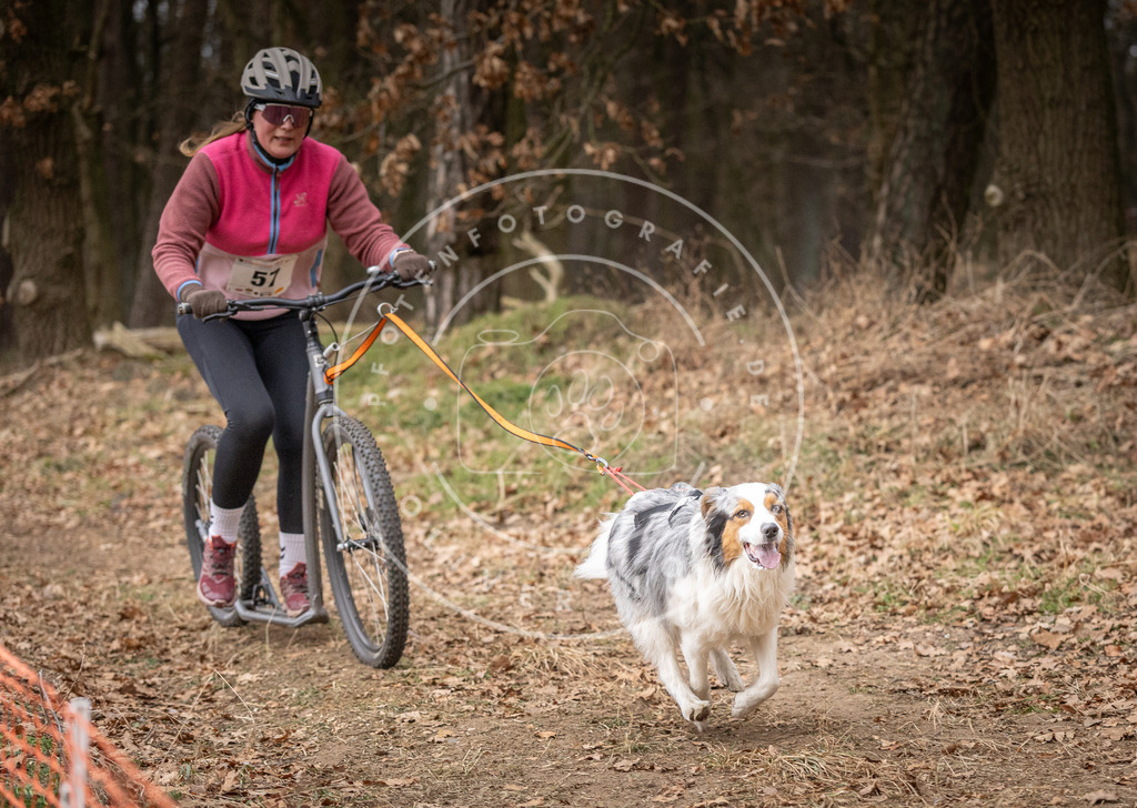 Pfotenfotografie_DV3A2000 | Hundefotografie, Tierfotograf, Pfotenfotografie, Fotoshooting Hund, Hunde Portrait, Hundesport, Hundeportraits, Heideshooting, Hunde, Sportfotograf, Hundefotograf, Turnierhundsport, THS,  - Realisiert mit Pictrs.com