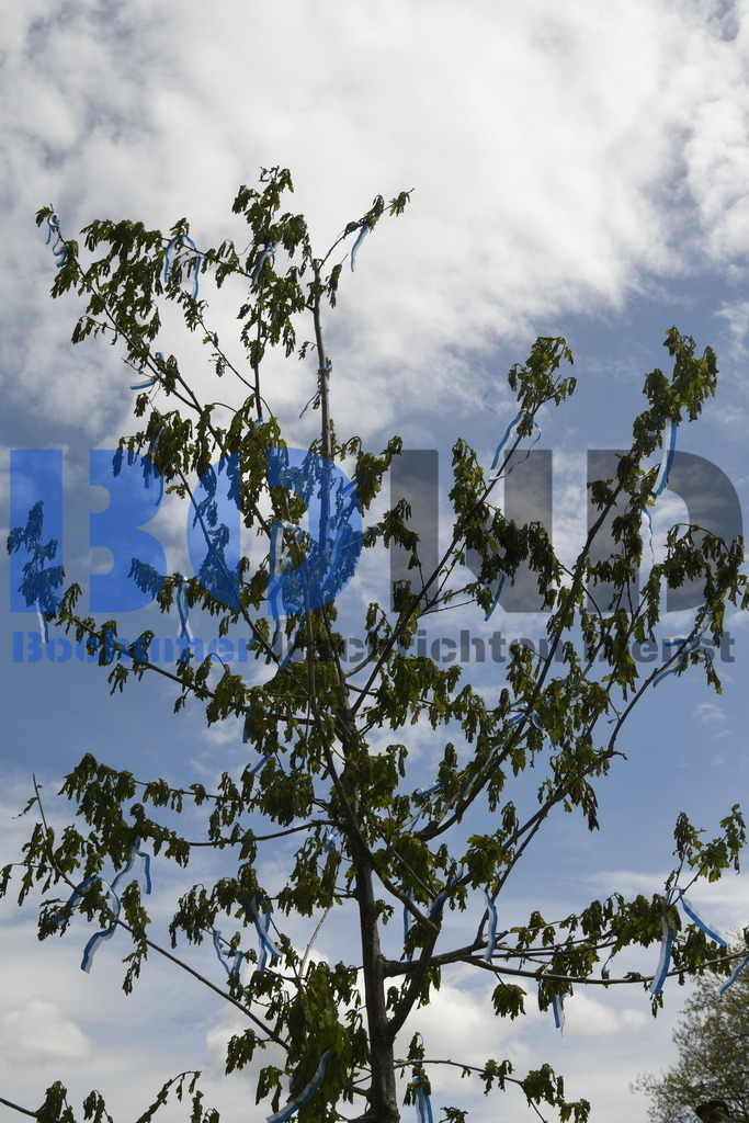 636. Maiabendfest 2024 | {headline}



(Foto: Christian Schnaubelt / BOND)

 - Realisiert mit Pictrs.com