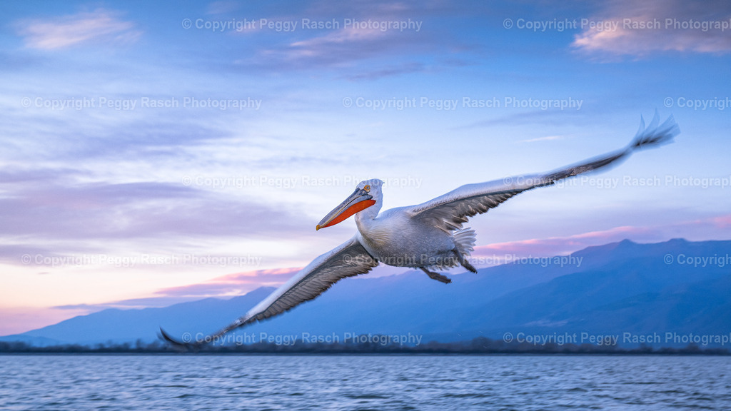 Pelikan am Abend | PeggyRaschPhotography - Realisiert mit Pictrs.com