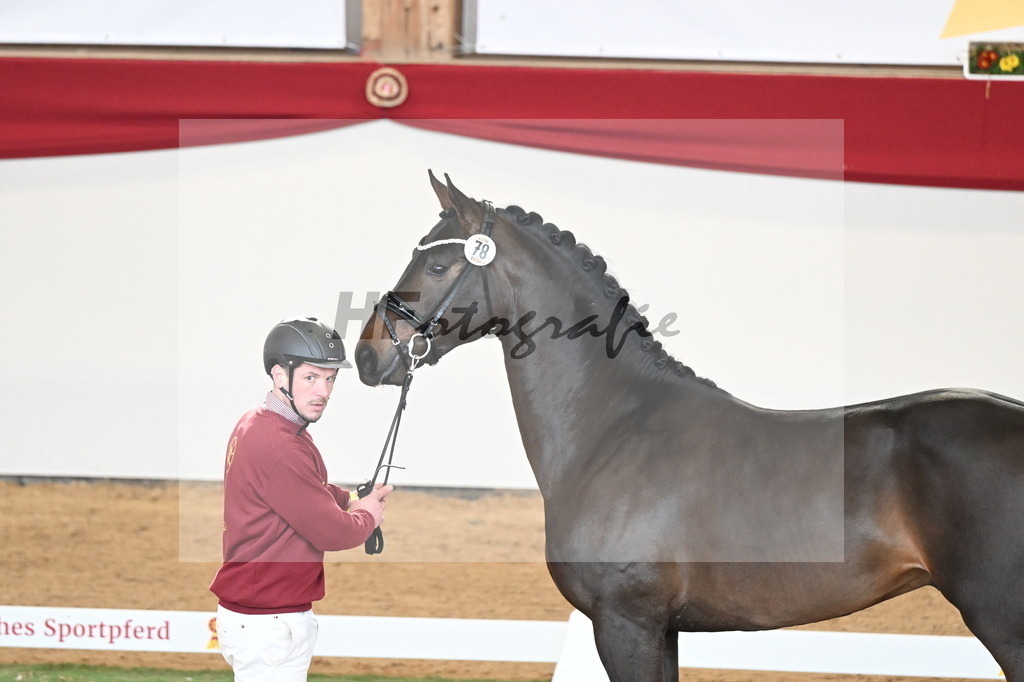Kat.-Nr. 78 v. Springbank II VH_Reichert_2250739 | hf-fotografie - Realisiert mit Pictrs.com