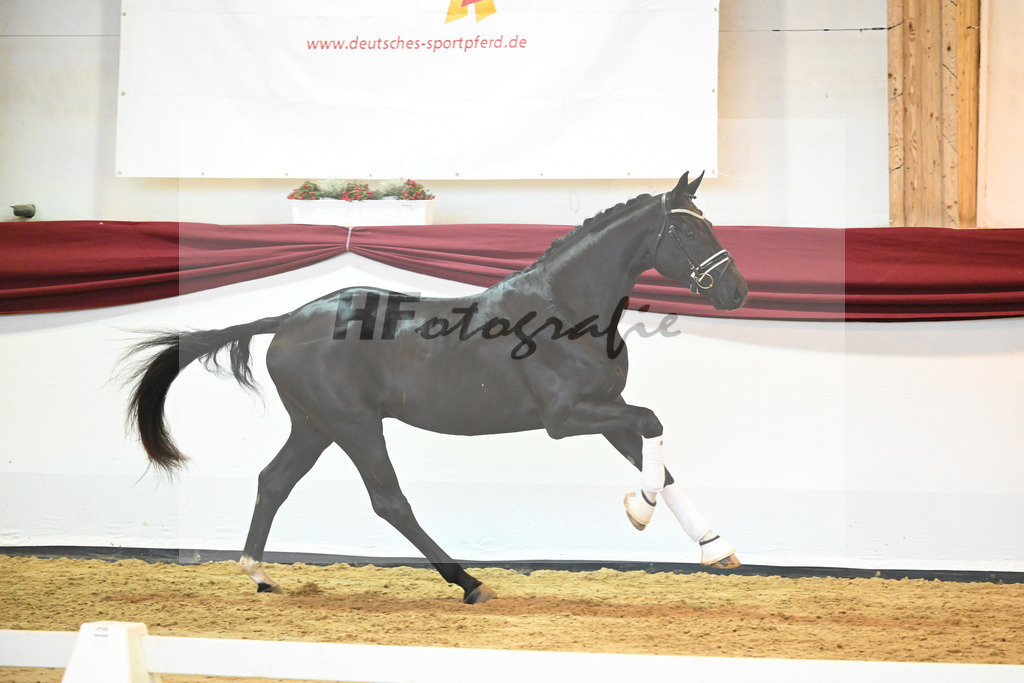 Kat-Nr. 65 v. De Niro Gold_Rohrmoser_66222292 | hf-fotografie - Realisiert mit Pictrs.com