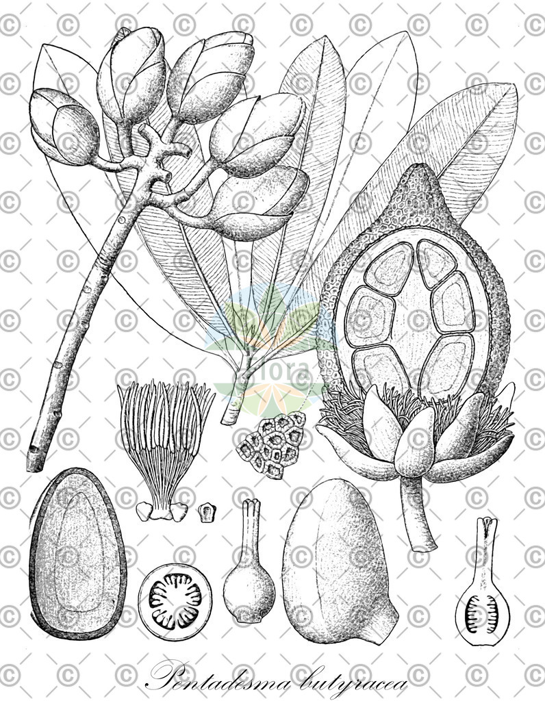 HistAbb_wfo-0000266795_1_ENZY_Simple | Historische Abbildung von Pentadesma butyracea - Clusiaceae | Historical Illustration of Pentadesma butyracea - Clusiaceae