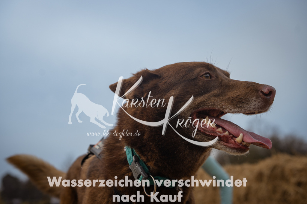 1004_ZZ92227 | kk-dogfotos