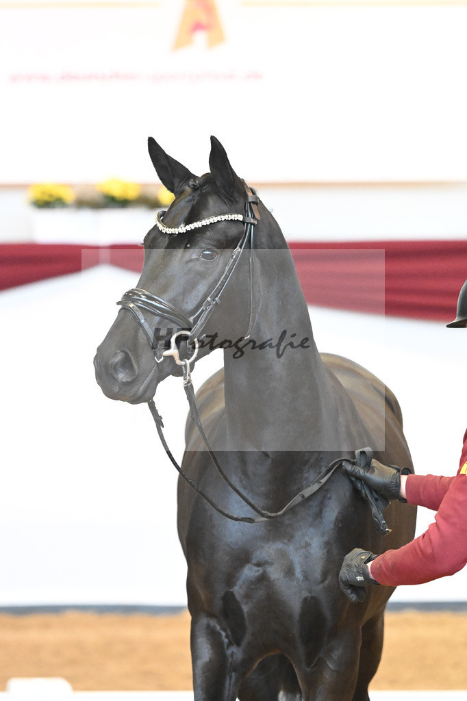 Kat-Nr. 51 v. Toto jr._Winklmaier_66220886 | hf-fotografie - Realisiert mit Pictrs.com