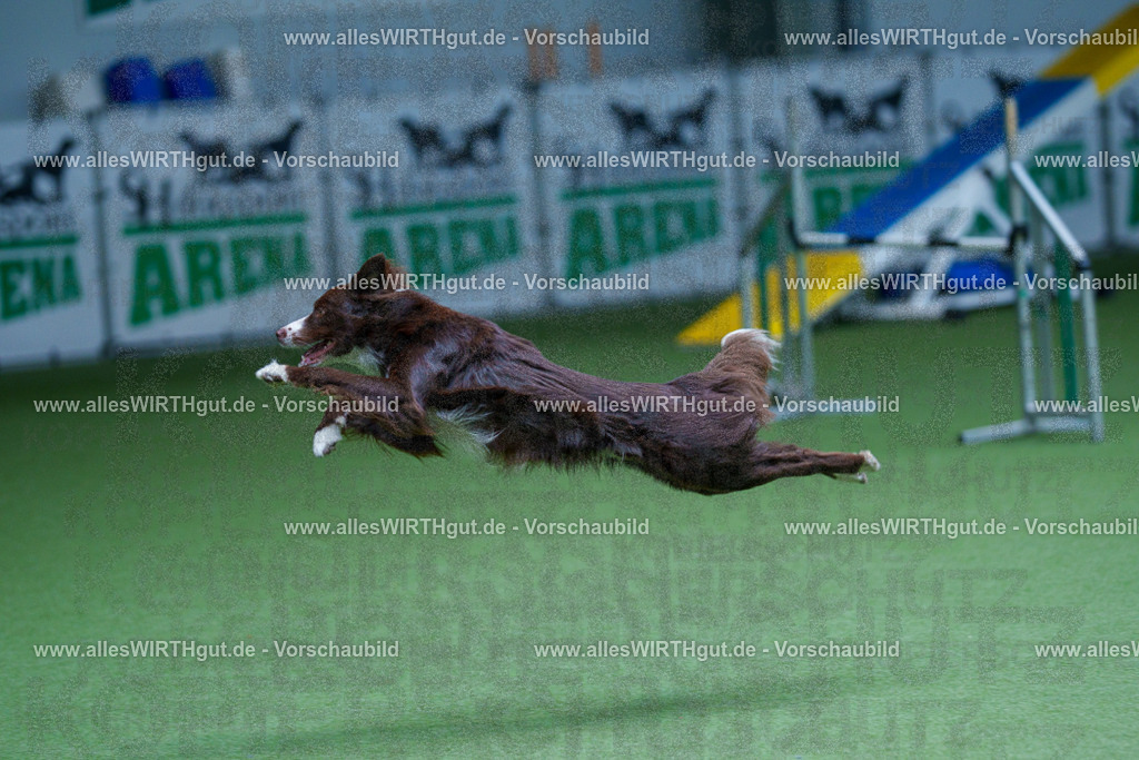 @allesWIRTHgut_Tierfotografie - www.allesWIRTHgut.de - 2604251216-7R501241 | Professionelle Tierfotografie in Mönchengladbach von Daniel Wirth (allesWIRTHgut). Liebevolle & natürliche Bilder von Hunden & Katzen für unvergessliche Erinnerungen.