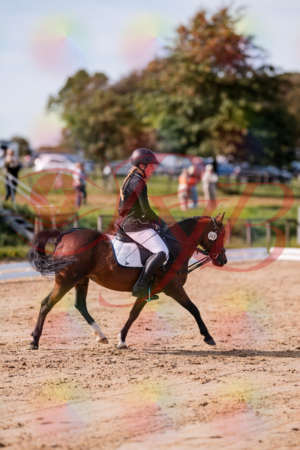 2026_10_03_Siefer-Hof_121038_Z81_13043445 | Professionelle Reitsport-, Turnier- und Eventfotografie von Robert Broda. Galerien mit ausgewählten und bearbeiteten Bildern direkt online ansehen und bestellen.