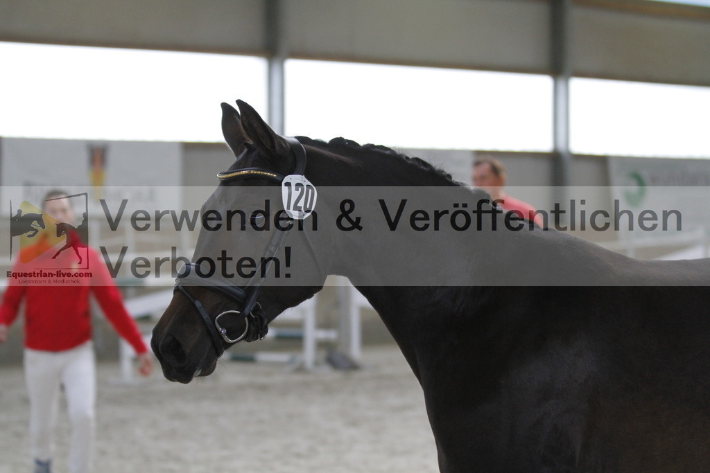 _MG_9435 | equestrian-live-com