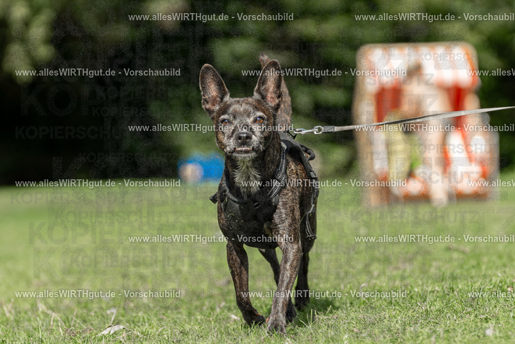 Hundeschwimmen_Volksbad_2026-allesWIRTHgut_Tierfotografie-2609061526-7R501538 | Professionelle Tierfotografie in Mönchengladbach von Daniel Wirth (allesWIRTHgut). Liebevolle & natürliche Bilder von Hunden & Katzen für unvergessliche Erinnerungen.