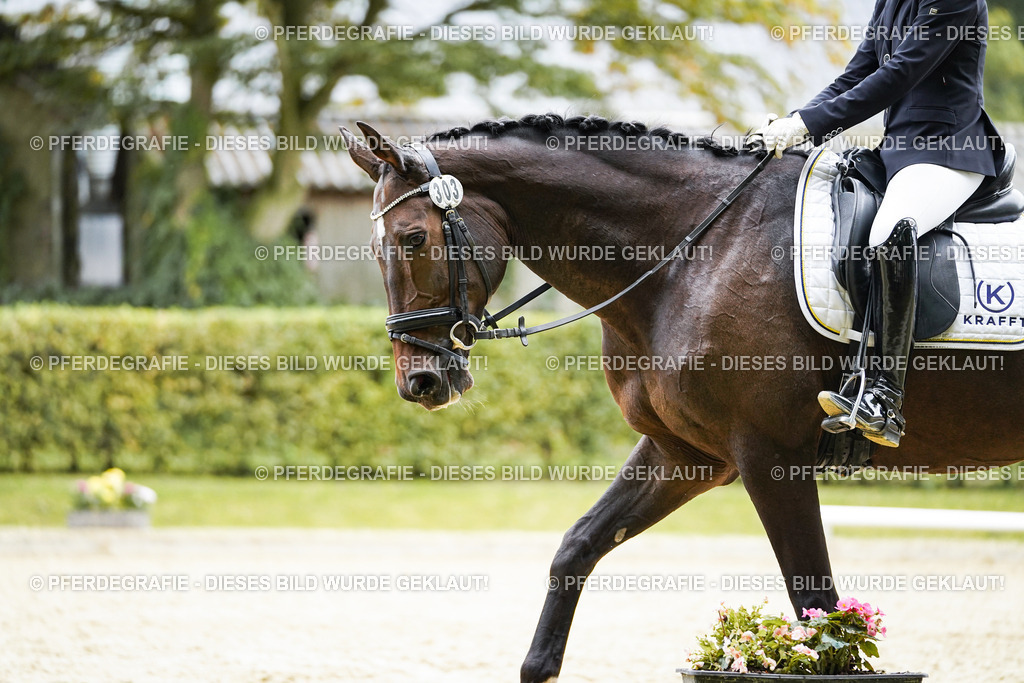 DSC00918 | Pferdegrafie