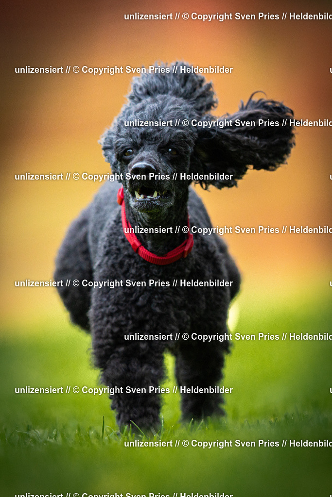 Sven Pries | 2025-09-21 - Hunderennen Baden-Oos - Realisiert mit Pictrs.com