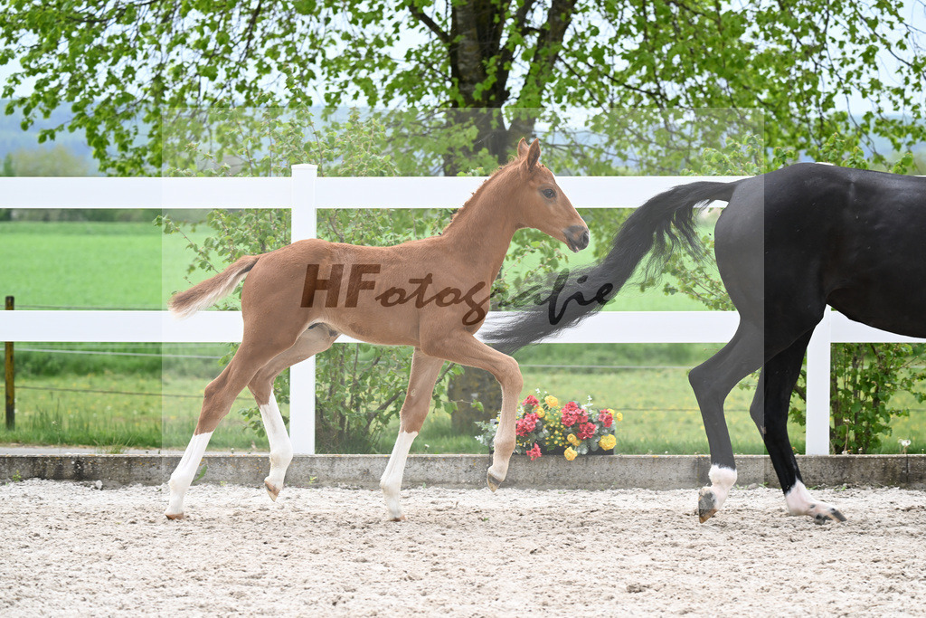 Kat-Nr. 32 HF Erste Sahne x Fuerst Samarant_Kahl_23261079 | hf-fotografie - Realisiert mit Pictrs.com