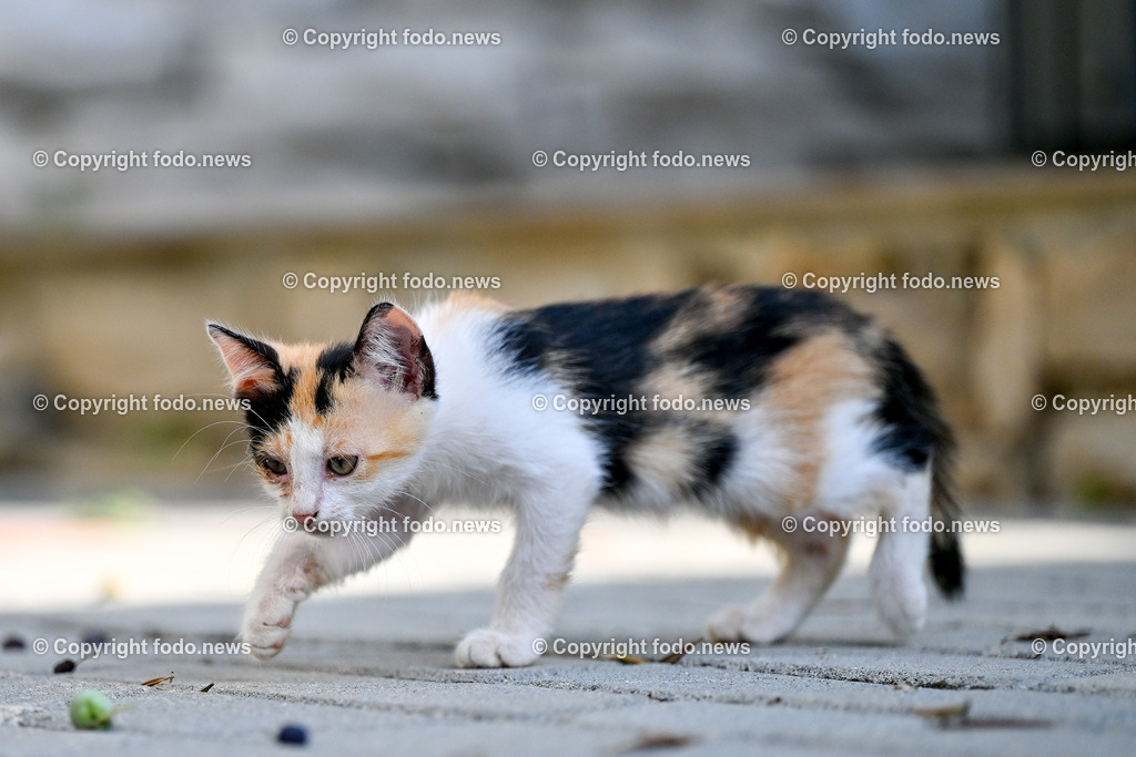 Katze_ Katzen_ 16.10.2024-37 | 16.10.2024, Linz, AUT, Haustier, Katzen, im Bild Haustier, Katze, Katzen, Kater, Stubentiger, Babykatze, Mietze, Fellnase, Tierfotografie, Heimtier