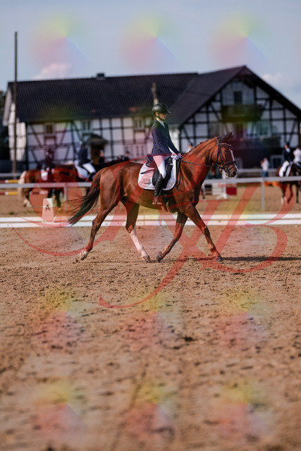 2026_10_03_Siefer-Hof_123438_Z81_32535394 | Professionelle Reitsport-, Turnier- und Eventfotografie von Robert Broda. Galerien mit ausgewählten und bearbeiteten Bildern direkt online ansehen und bestellen.