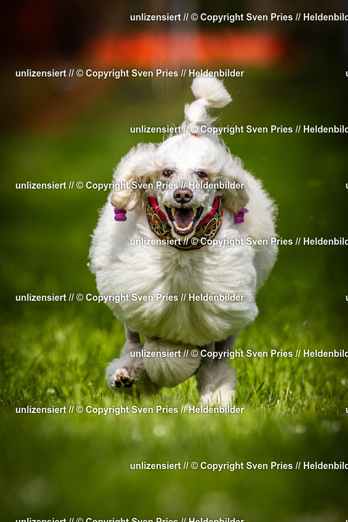 Sven Pries | 2025-04-13 - Hunderennen Baden-Baden - Realisiert mit Pictrs.com