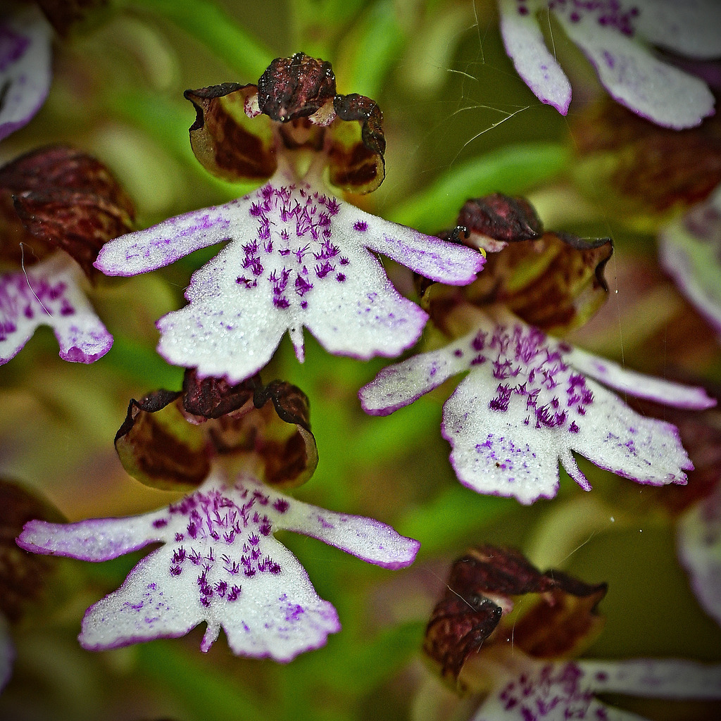 Purpurknabenkraut02q-2 | lucisnaturbilder - Realisiert mit Pictrs.com