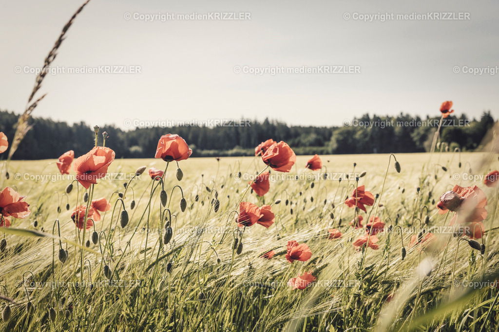 _J3A1138 | medienkrizzler - Realisiert mit Pictrs.com