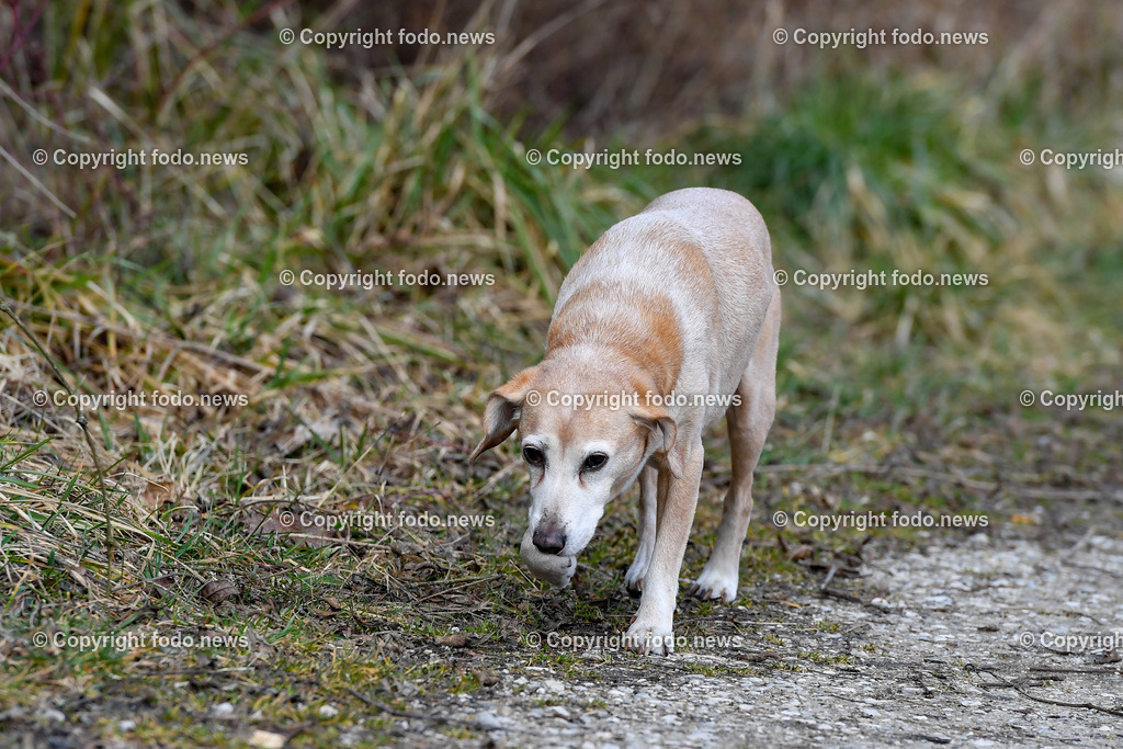 Hund_ Hunde_ Freilaufflaeche_ 20.02.2022-46 | 20.02.2022, Linz, AUT, Hund, Hunde, Themenbild, im Bild Hund, Hunde, spazieren, Freilaufzone, Spazierweg, Arrigo und Luigi