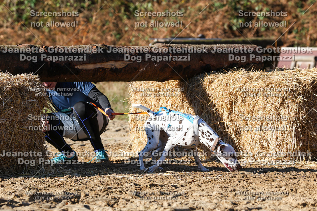 Dog Paparazzi - Strongdog 10-25-2094 | Dog Paparazzi Jeanette Grottendiek Fotografie & Videografie - Realisiert mit Pictrs.com