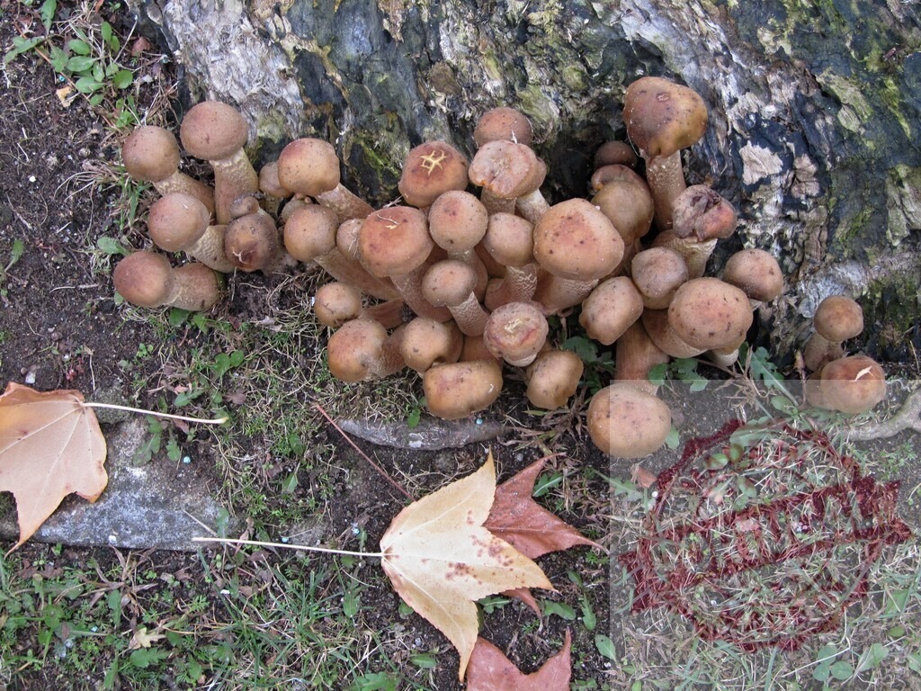 Honey fungus growing on tree stump with autumn leaves | Cluster of honey fungus mushrooms growing at the base of a tree stump with dry autumn leaves on the ground - Realized with Pictrs.com