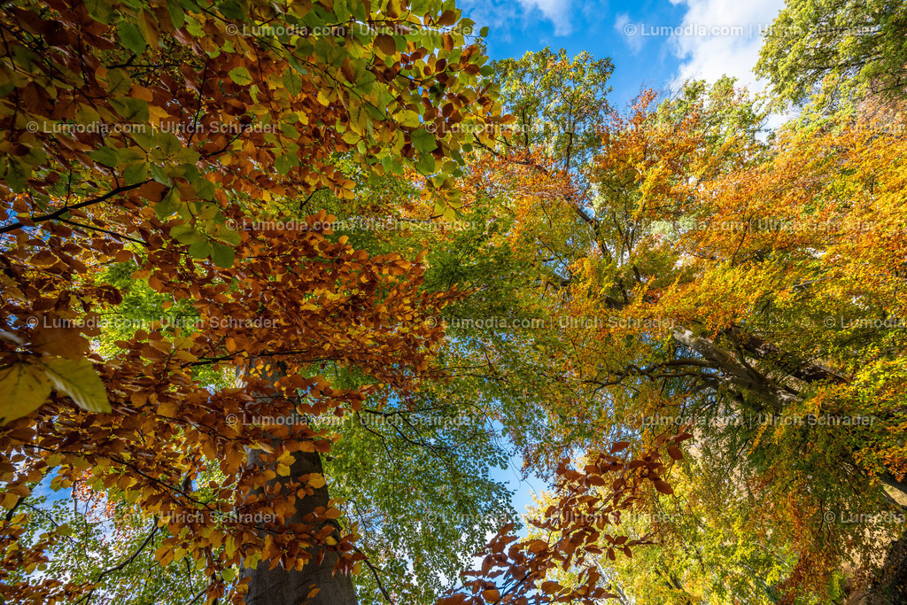 10049-12583 - Schloßpark Ilsenburg im Harz | Stockfoto und Bilderpool mit Bildmaterial aus Deutschland, dem Harz, Halberstadt, Quedlinburg, Wernigerode und weltweit. Qualitativ hochwertige und professionelle Fotos anschauen und kaufen. - Realisiert mit Pictrs.com