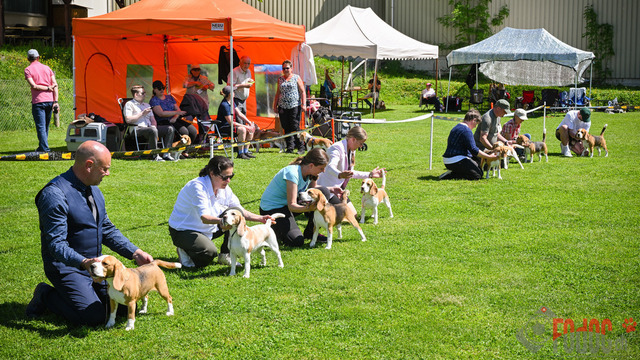 Beagle Club Schweiz  | Beagle Club Schweiz, 45 Jahre in Menziken 2025 Foto: Leo Wyden