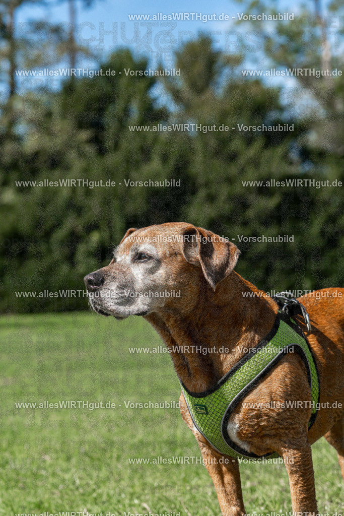 Hundeschwimmen_Volksbad_2026-allesWIRTHgut_Tierfotografie-2609061314-FAY06695 | Professionelle Tierfotografie in Mönchengladbach von Daniel Wirth (allesWIRTHgut). Liebevolle & natürliche Bilder von Hunden & Katzen für unvergessliche Erinnerungen.