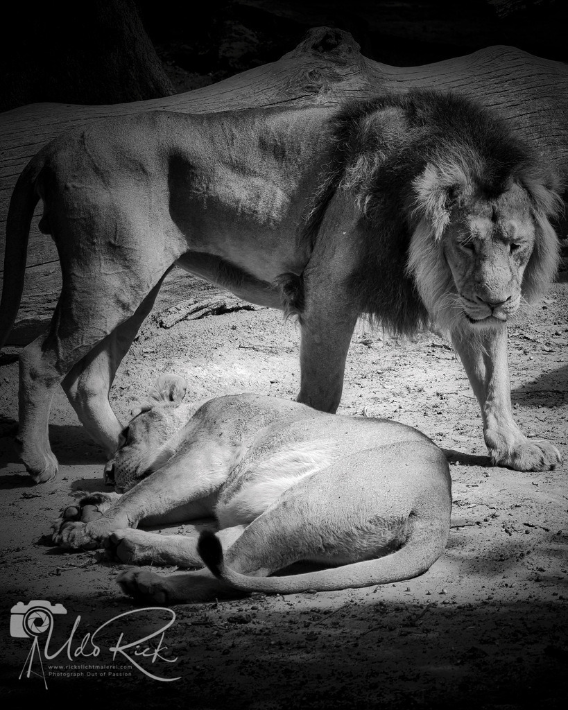 Leo5 | Entdecken Sie Fotografie aus Leidenschaft: Auftragsfotografie, HD-Fotos, Geschenkartikel aus Ihren Bildern und vieles mehr. Beauftragen Sie uns für besondere Momente!