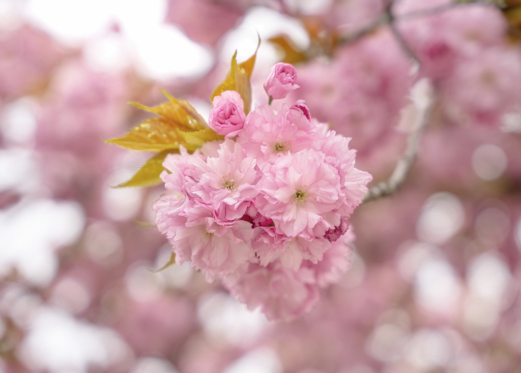 Blühender Kirschbaum | Die Kirschbaumblüte wird in Zug gefeiert. - Realisiert mit Pictrs.com
