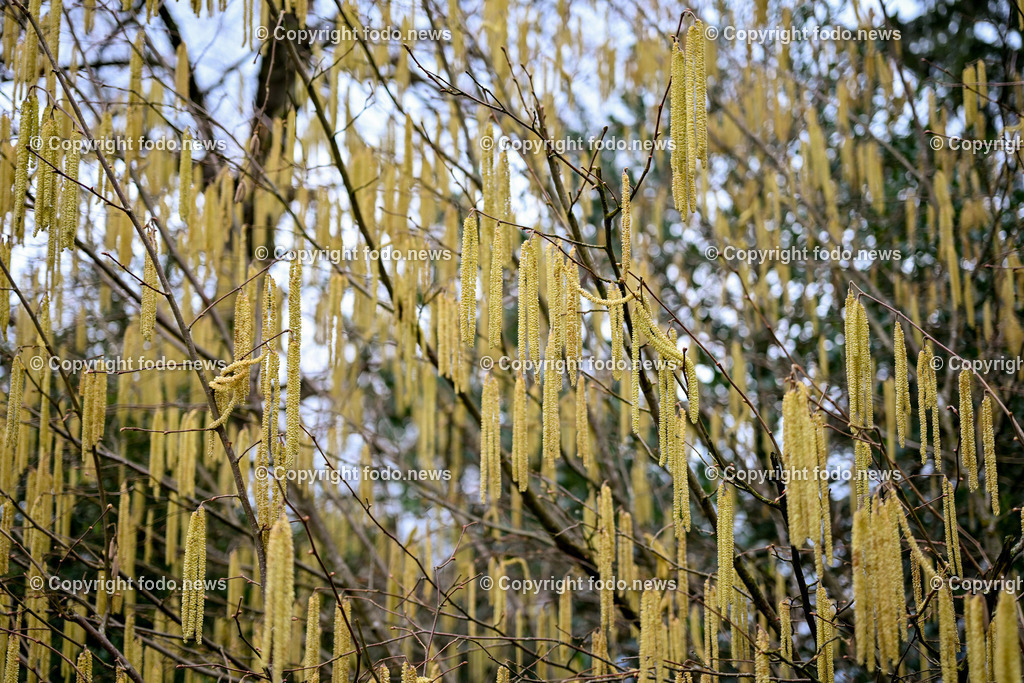 Fruehling_ Pollen_ 20.02.2024-8 | 20.02.2024, Linz, AUT, Fruehling, im Bild Graeser, Stauden, Baeume, Pollen, Allergie, Allergiker, Heuschnupfen, Haselnuss, Birke, Pflanze, Pflanzen, Flora, Natur