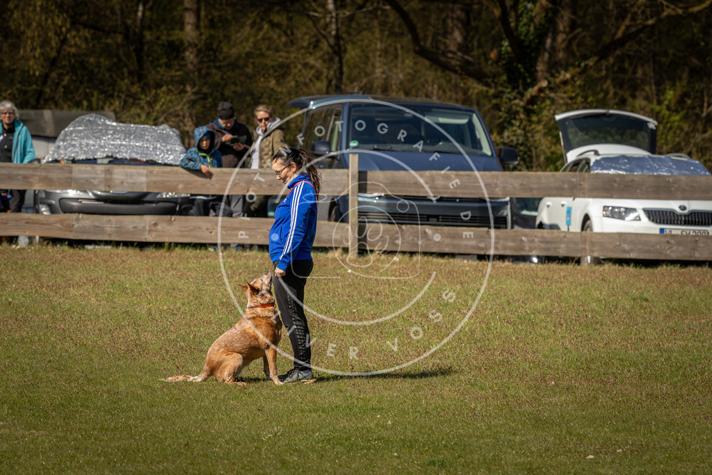 Pfotenfotografie_DV3A0898 | Hundefotografie, Tierfotograf, Pfotenfotografie, Fotoshooting Hund, Hunde Portrait, Hundesport, Hundeportraits, Heideshooting, Hunde, Sportfotograf, Hundefotograf, Turnierhundsport, THS,  - Realisiert mit Pictrs.com
