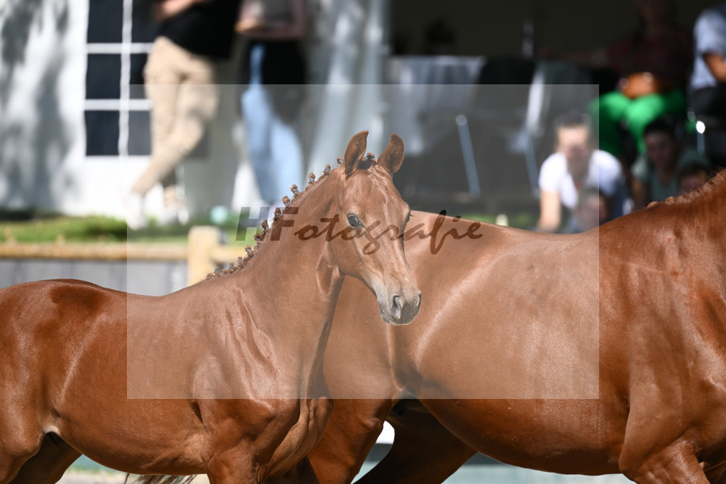 Praesentation Auktionsfohlen_36230226 | hf-fotografie - Realisiert mit Pictrs.com