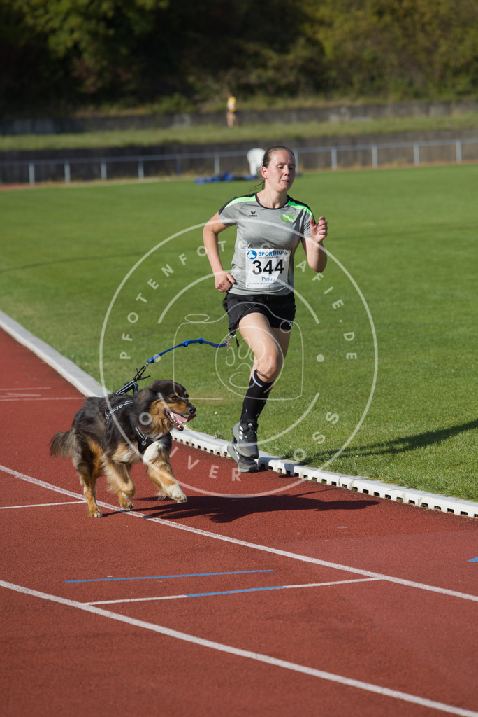 0L8A9221 | Hundefotografie, Tierfotograf, Pfotenfotografie, Fotoshooting Hund, Hunde Portrait, Hundesport, Hundeportraits, Heideshooting, Hunde, Sportfotograf, Hundefotograf, Turnierhundsport, THS,  - Realisiert mit Pictrs.com