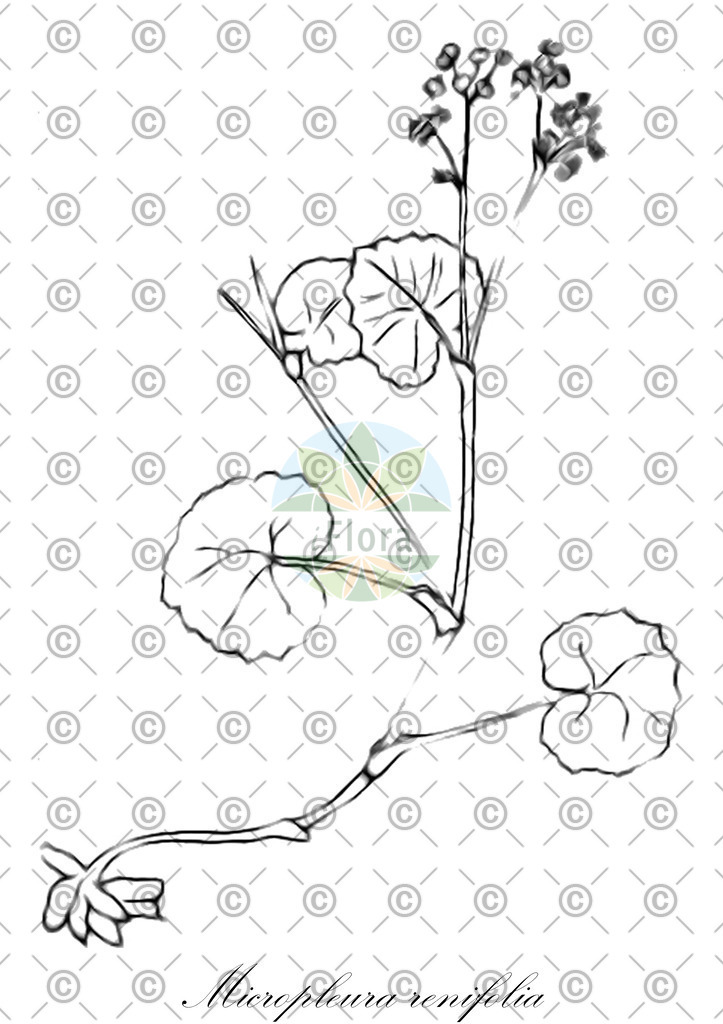 HistAbb_wfo-0000378334_1_ENZY_Simple | Historische Abbildung von Micropleura renifolia - Apiaceae | Historical Illustration of Micropleura renifolia - Apiaceae