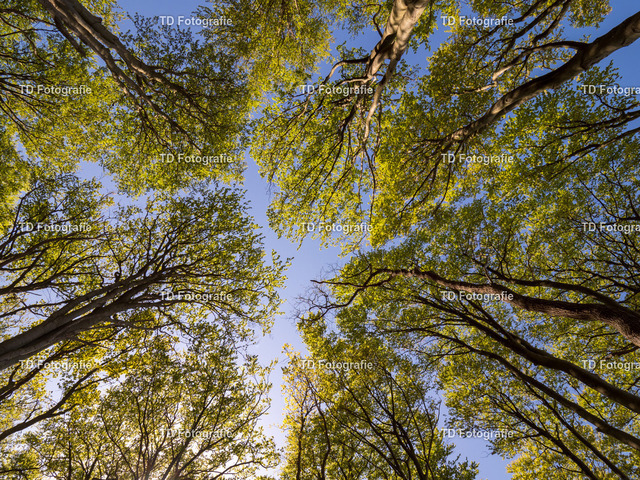 ostesse_natur-013774 | OLYMPUS DIGITAL CAMERA - Realisiert mit Pictrs.com