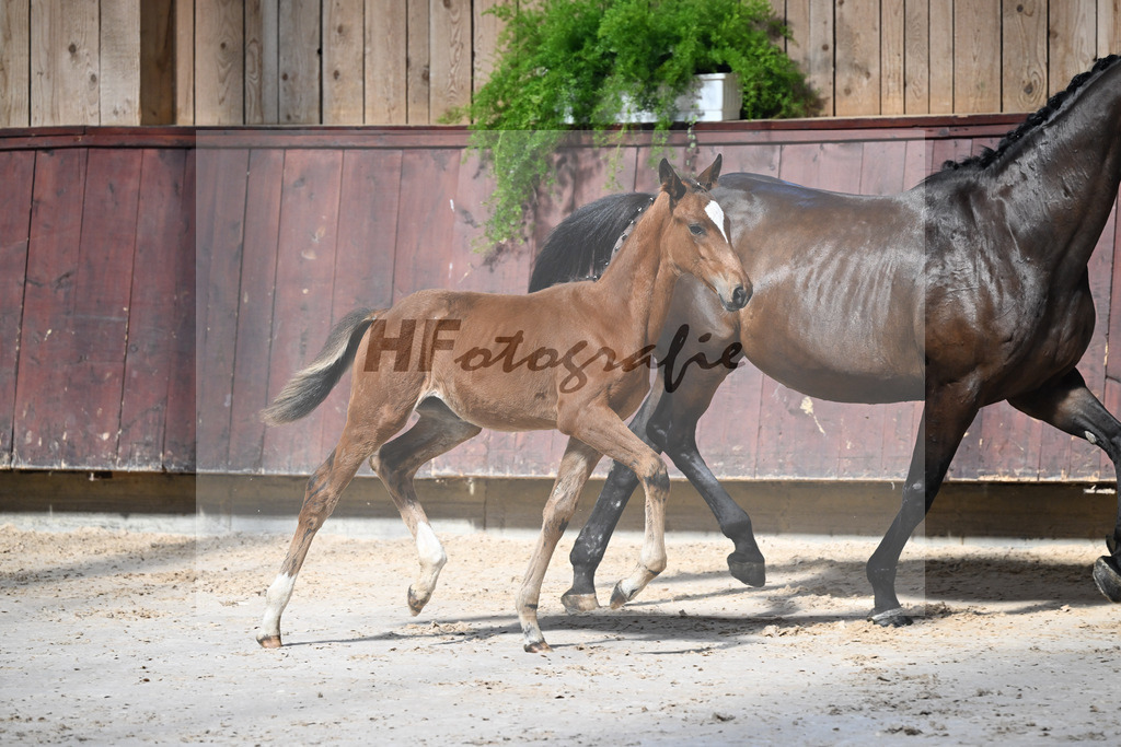 Kat-Nr. 12 Imperio x Decurio_SF_Gindhart_25250048 | hf-fotografie - Realisiert mit Pictrs.com