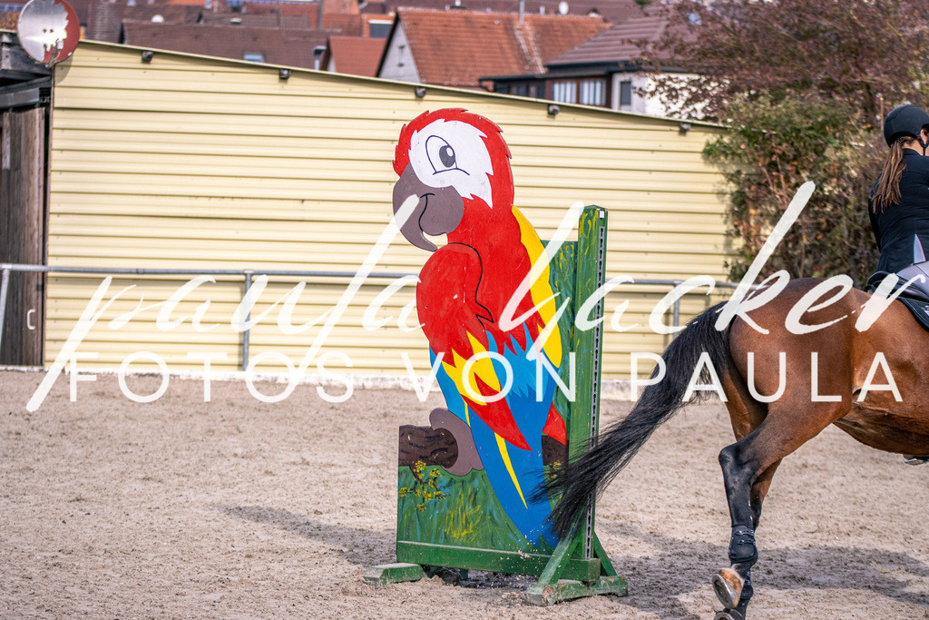 IMG_5358 | Erleben Sie dynamische Sport- und emotionale Tierfotografie in Süddeutschland mit Fotos von Paula. Spezialisiert auf Pferde- und Hundefotografie sowie Sportevents. Kontaktieren Sie mich für einzigartige und ausdrucksstarke Bilder Ihrer besonderen Momente. - Realisiert mit Pictrs.com