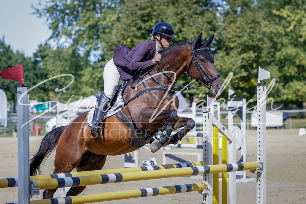 20250906-_3LI4007 | Tierfotografie Pferde, Hunde, Katzen, Haustiere.
Turnierfotografie Reitturniere, Reiten, Springreiten, Dressur in Hanau, dem Main-Kinzig-Kreis und dem Rhein-Main- Gebiet um Frankfurt