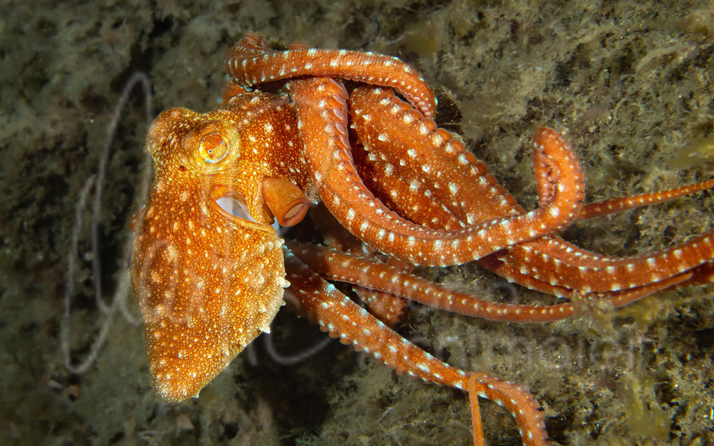 Callistoctopus macropus | Langarm-Krake / Cast: Pulpón; Eng: White-spotted octopus, Long-armed octopus; Fr: Poulpe tacheté, - Realisiert mit Pictrs.com