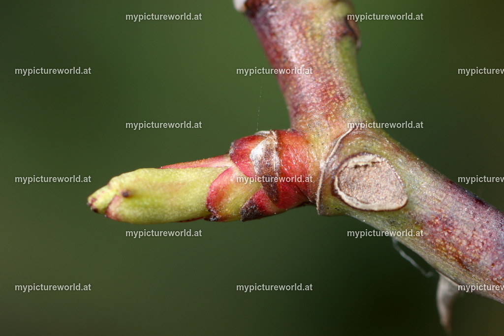 Hundsrose-014 | Das Bilderarchiv über Tiere, Planzen und Landschaften. In der Bilddatenbank finden Sie ein große Auswahl an hochwertigen Bilder für Ihre Werbung - Realisiert mit Pictrs.com