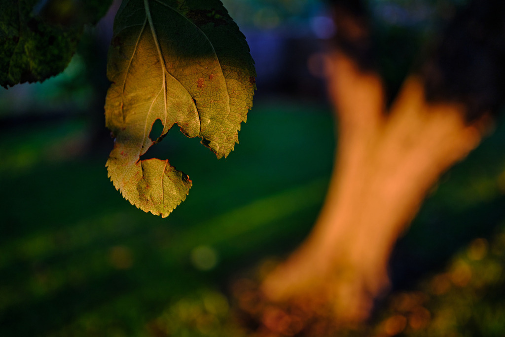Nussbaum im Garten im Abendlicht | Burgenland, Austria - August 11, 2023: Nussbaum im Garten im Abendlicht. - Realisiert mit Pictrs.com